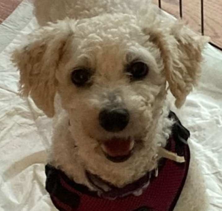 Photo of Daisy