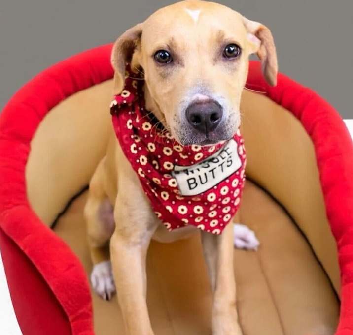 Photo of Yeller
