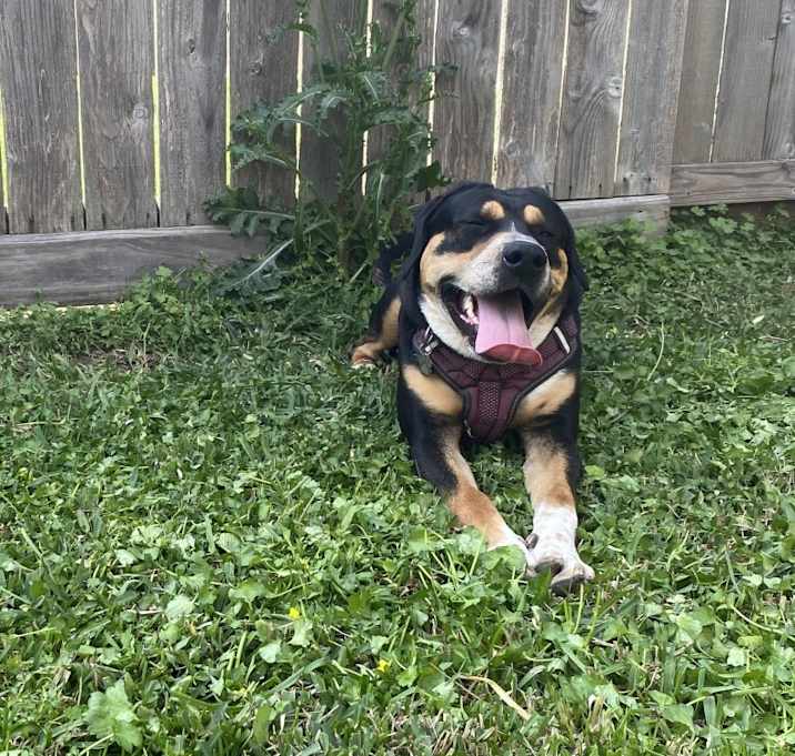 Photo of Bruno