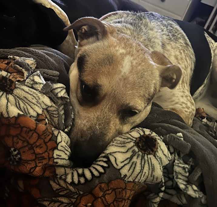 Photo of arya