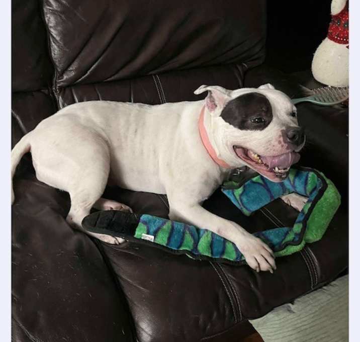 Photo of Darla