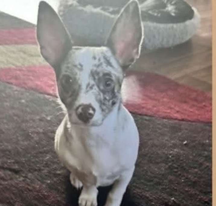 Photo of Paco