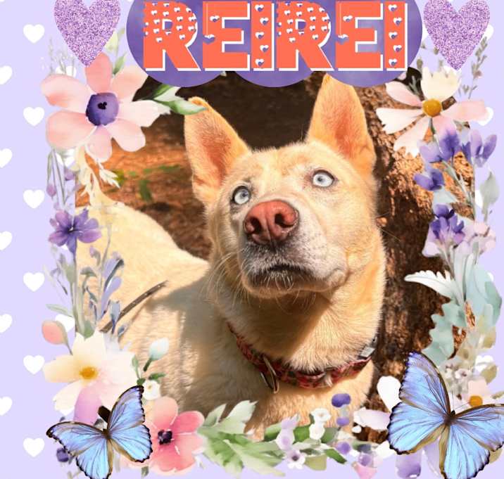 Photo of Rei Rei