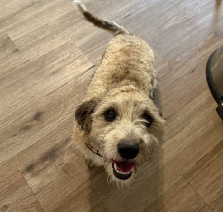 Photo of Dolly
