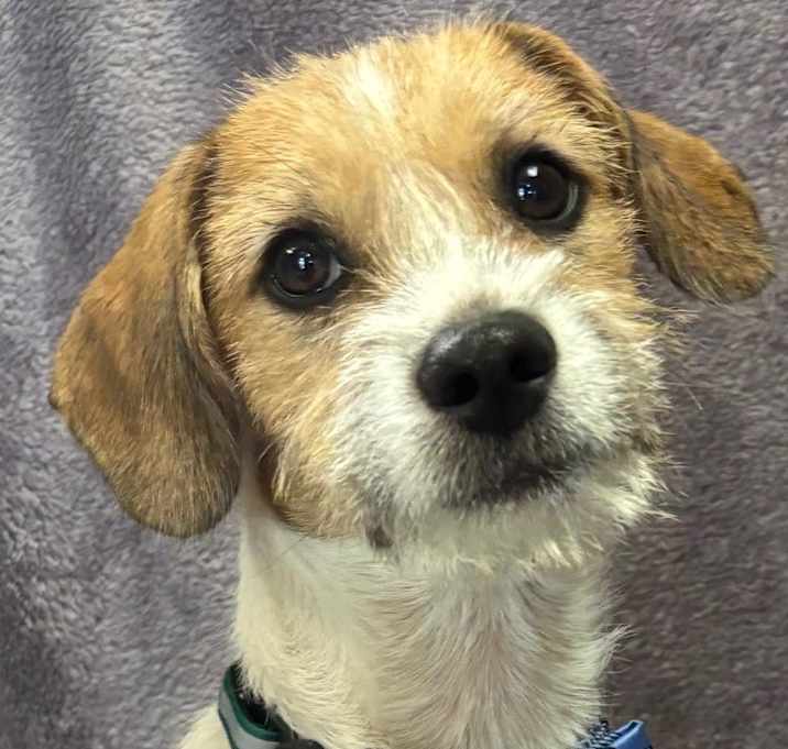 Photo of Emmett