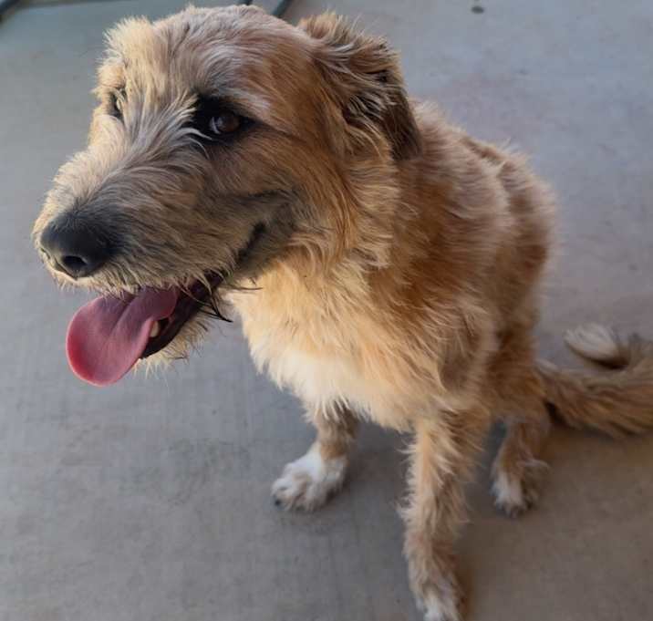 Photo of Muffin