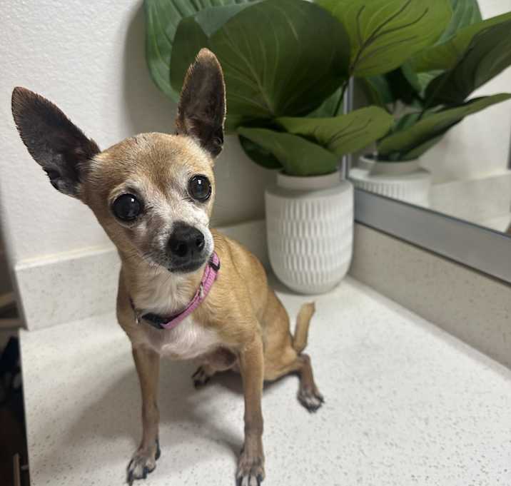 Photo of Cookie