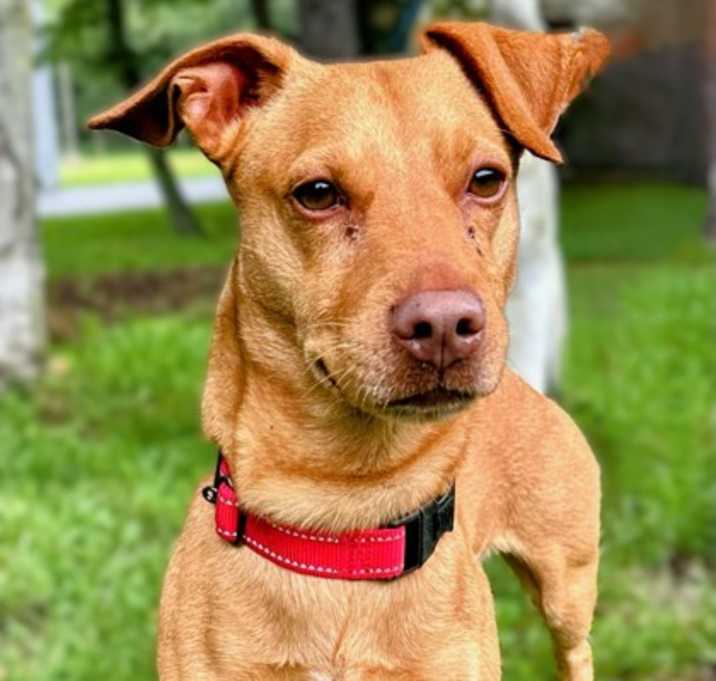 Photo of Rocco