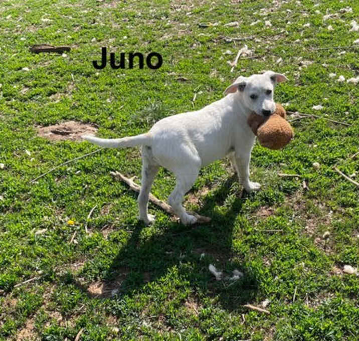 Photo of Juno