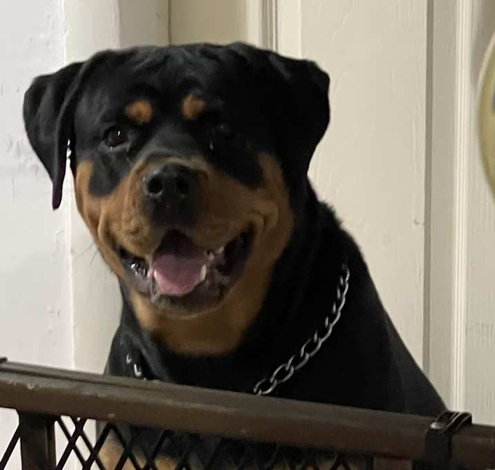 Photo of Xena