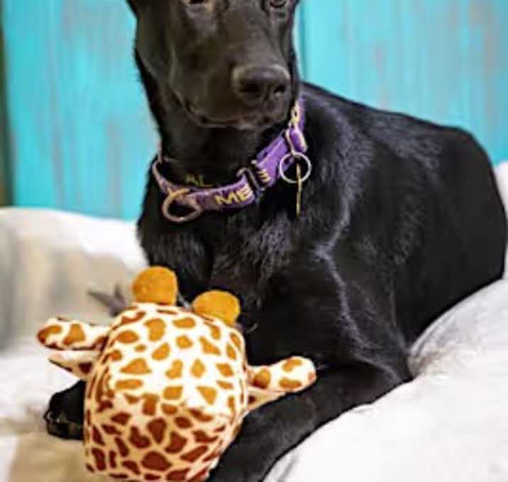 Photo of Cooper