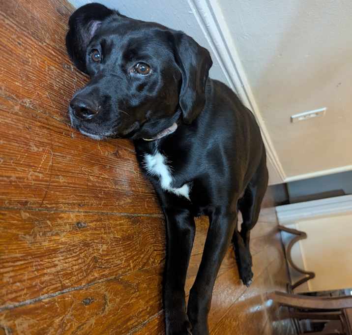 Photo of Lucy