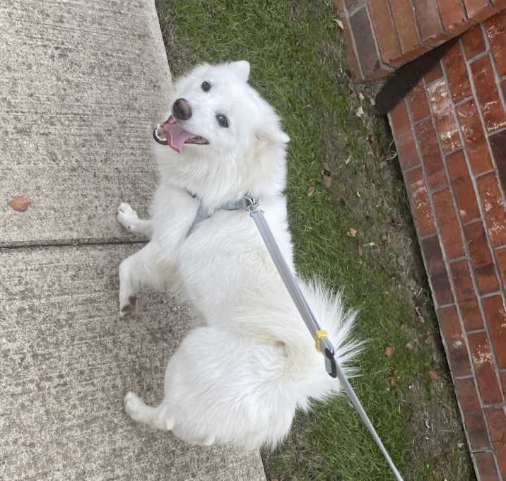 Photo of Odie