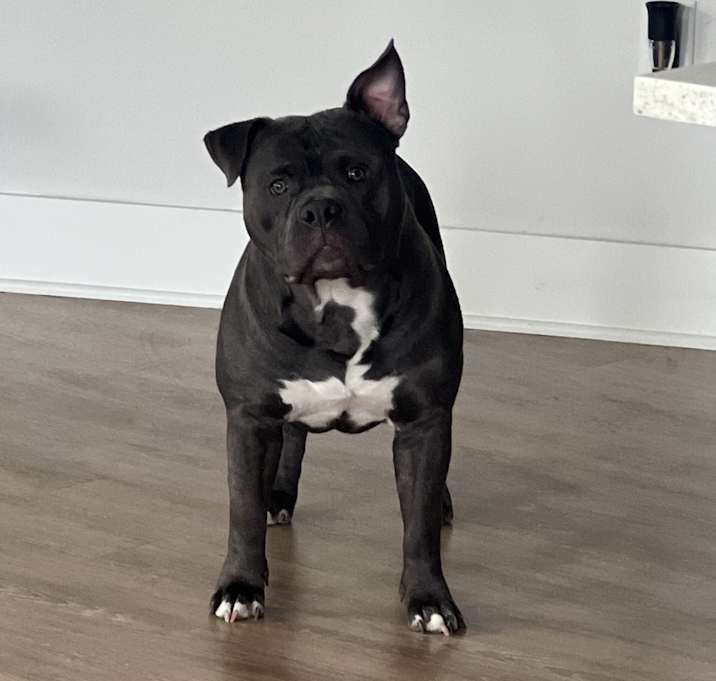 Photo of Dolce