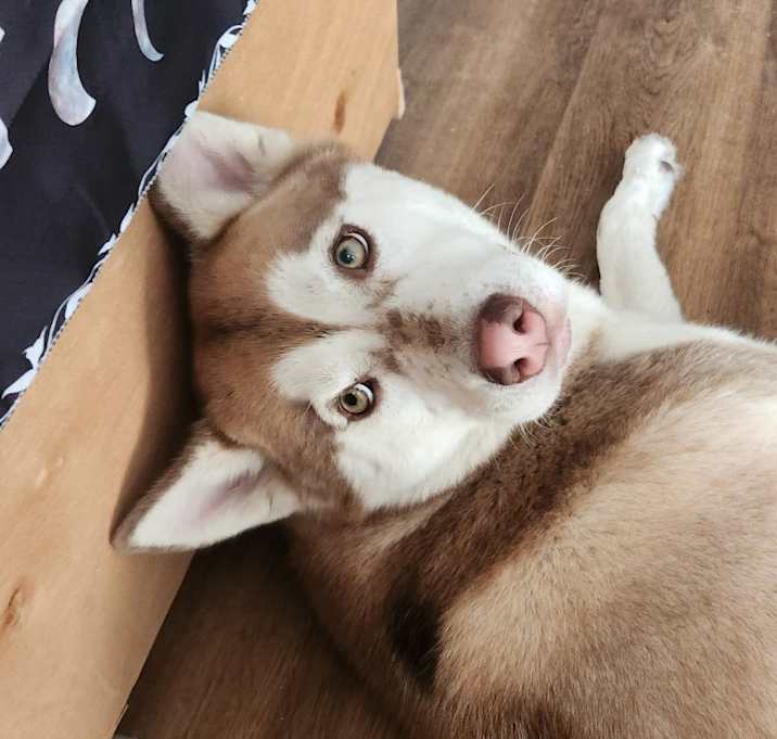 Photo of Athena