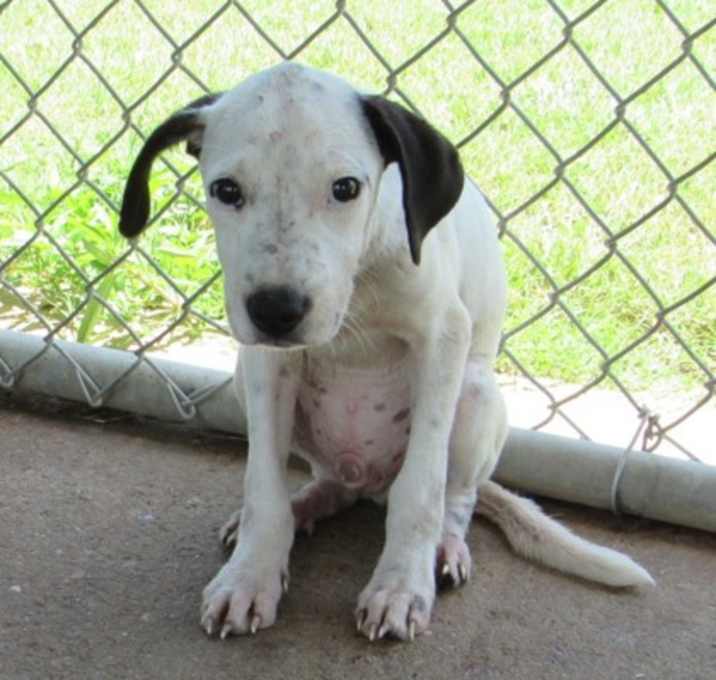 Photo of Banjo