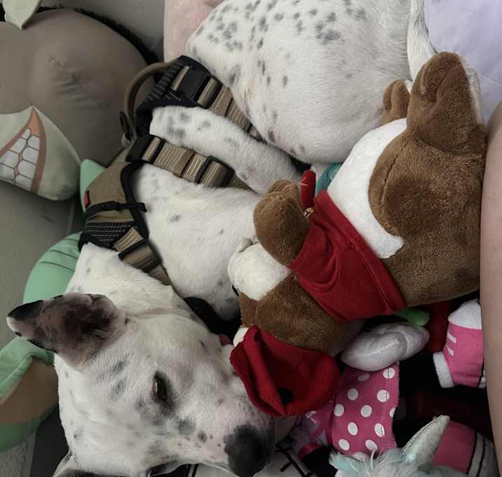 Photo of Zeus