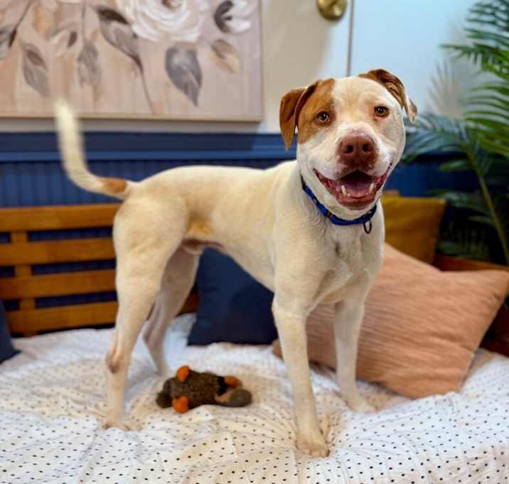 Photo of Milo Freckles the soulful gentleman
