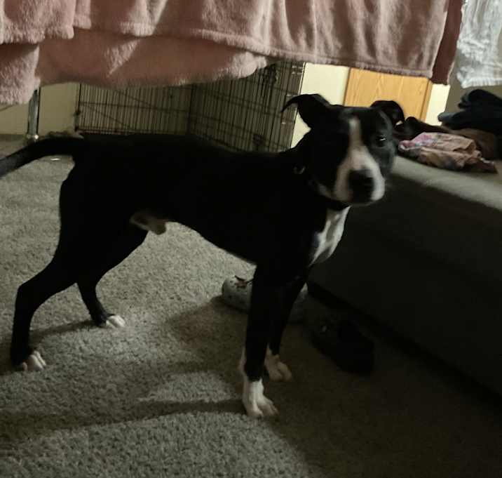 Photo of Scooby