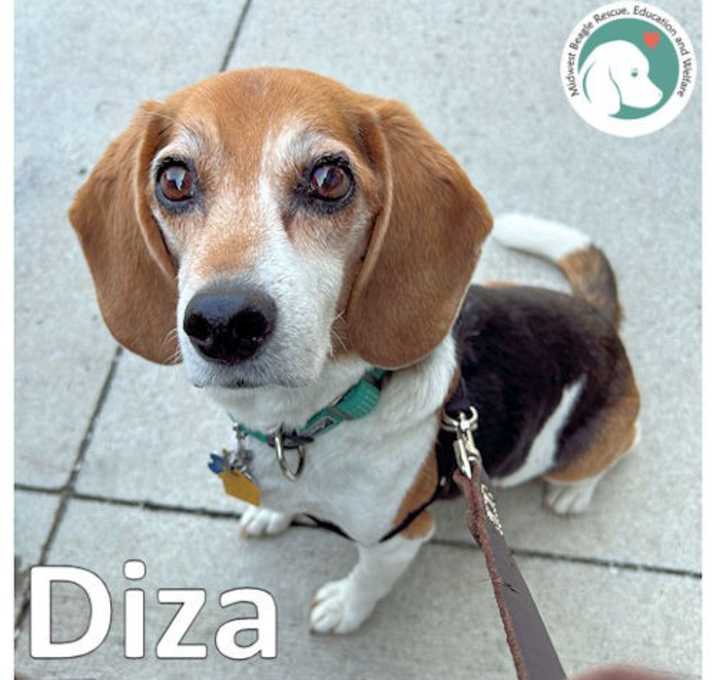 Photo of Diza