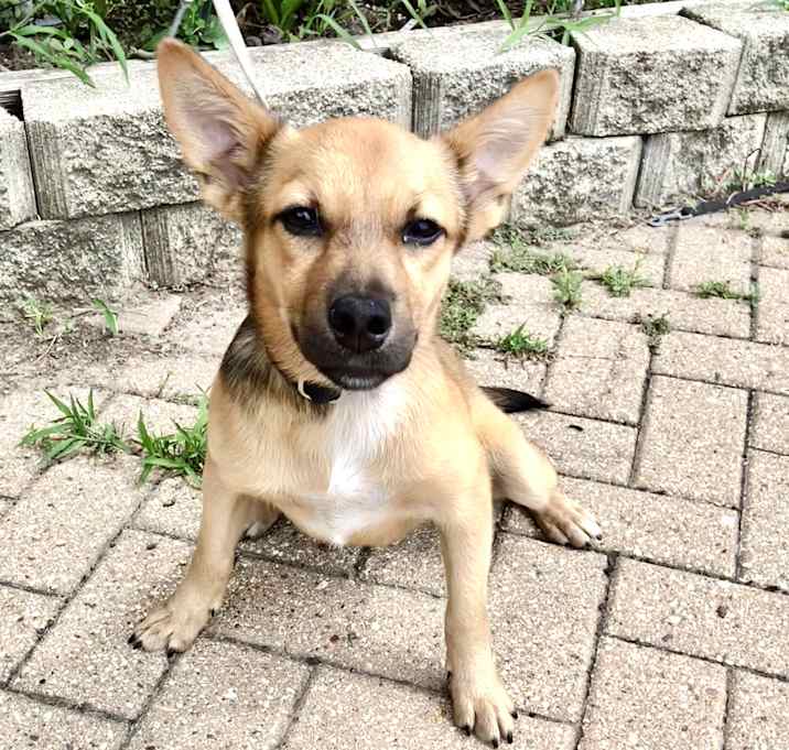 Photo of BeeBee