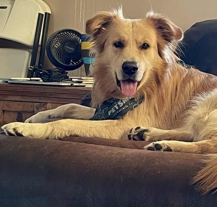 Photo of Scooby