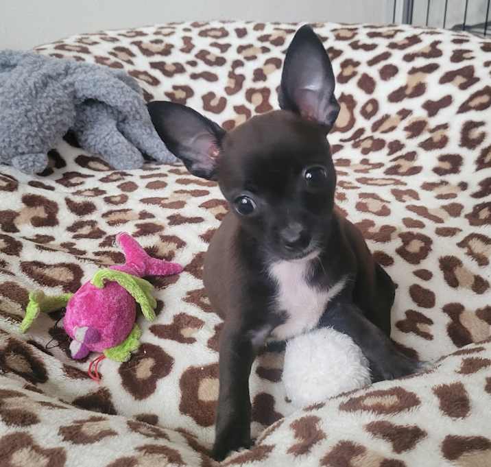 Photo of Vex