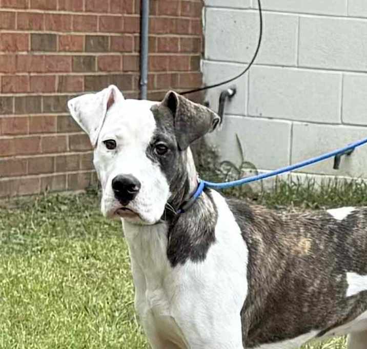 Photo of GRACIE/URGENT