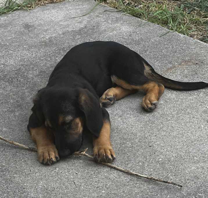Photo of Enzo