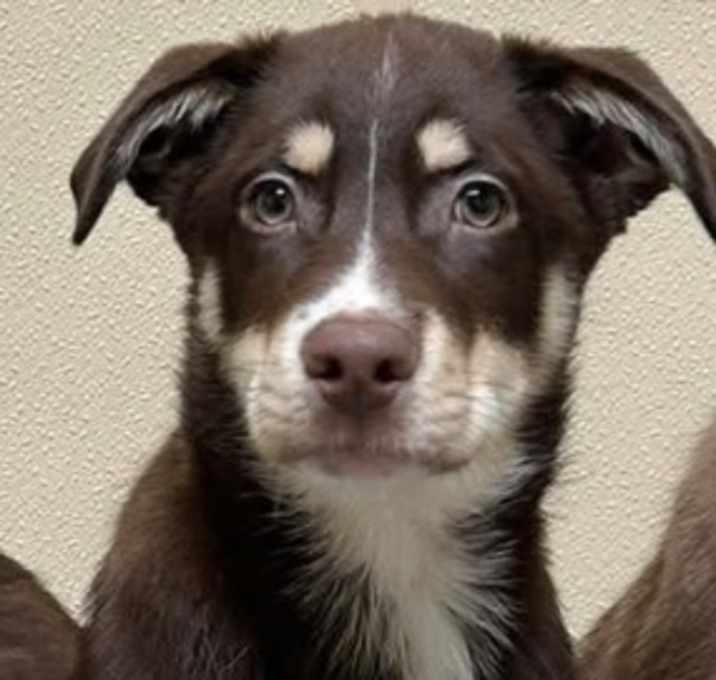 Photo of Juno