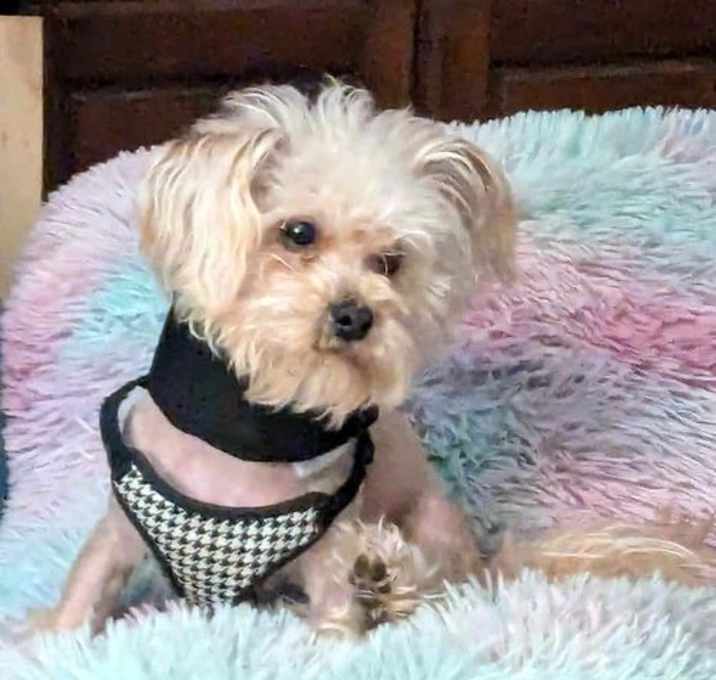 Photo of TEDDY