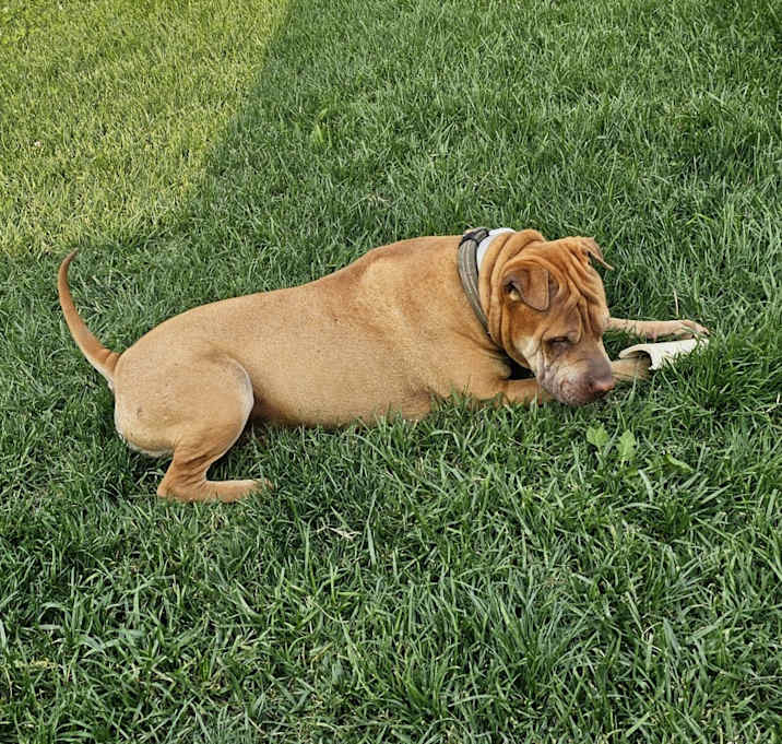 Photo of Mr. Wrinkles