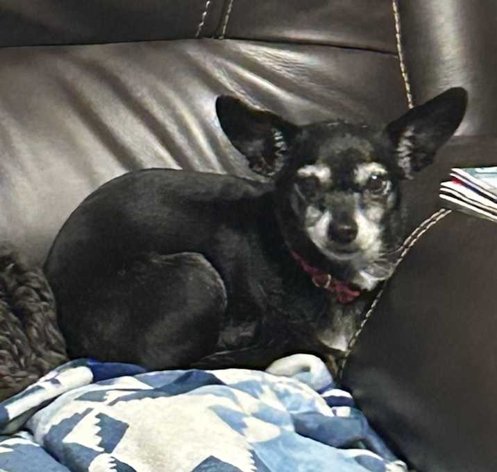 Photo of Gracie