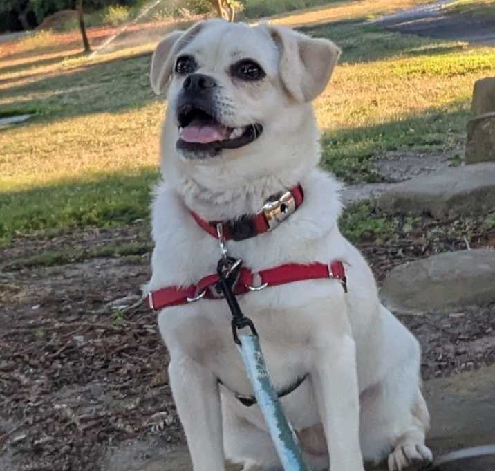 Photo of Pippa