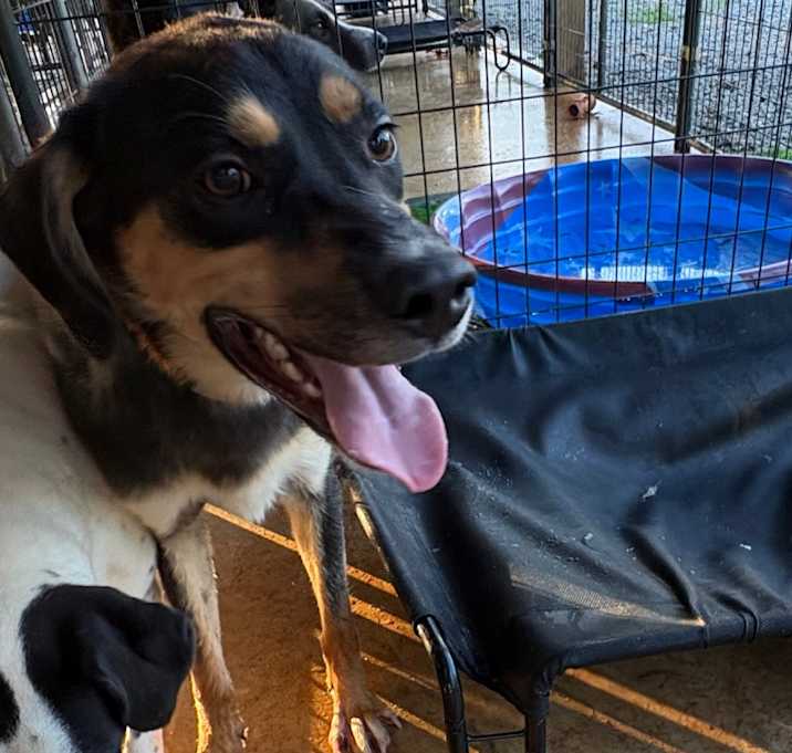 Photo of Shep