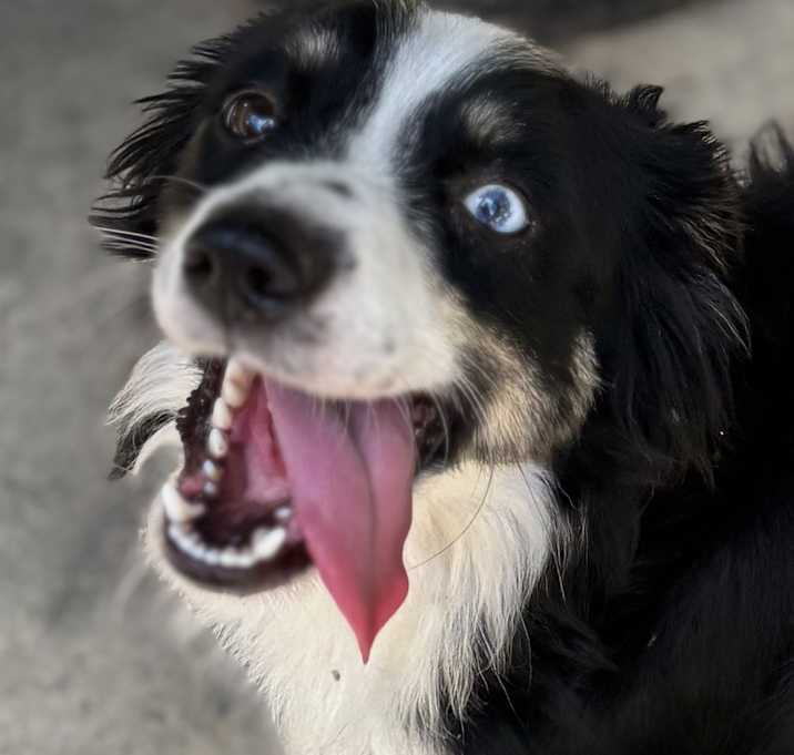 Photo of Ace Houdini