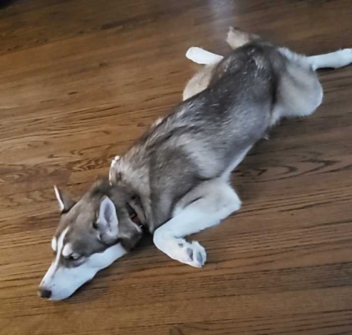 Photo of Rocco