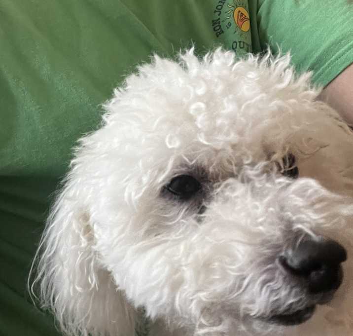 Photo of Toby