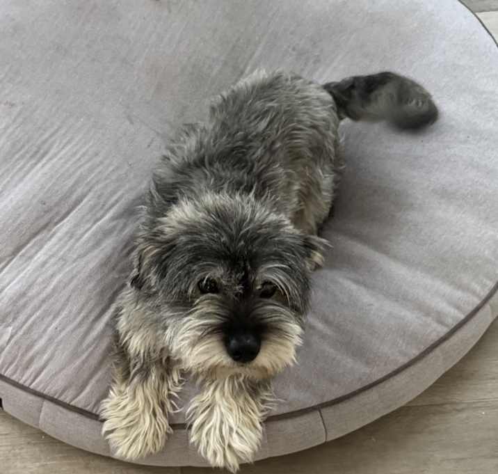 Photo of Louie