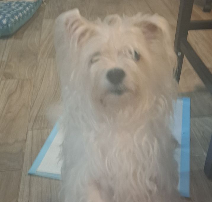 Photo of Major