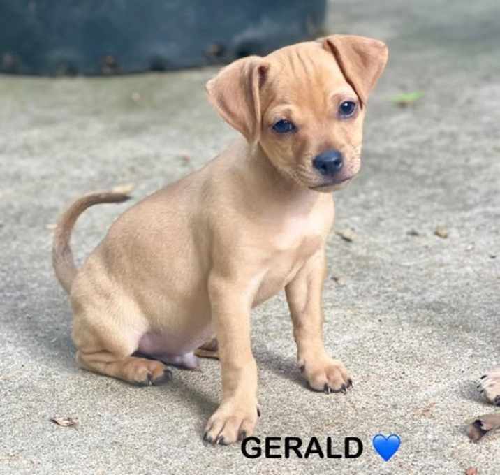 Photo of Ethel's Gerald Lonestar