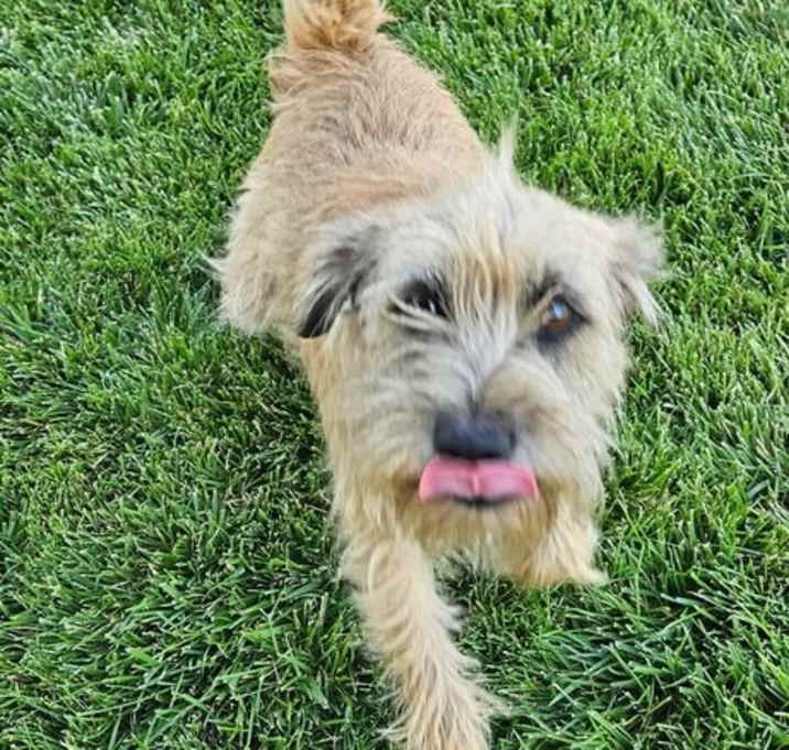 Photo of GINGER