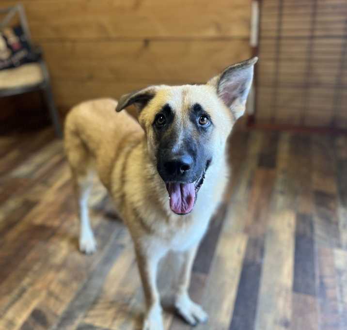 Photo of Brownie