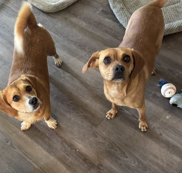 Photo of Daisy