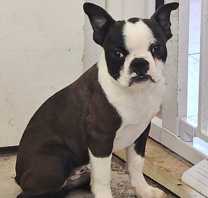Photo of Buster