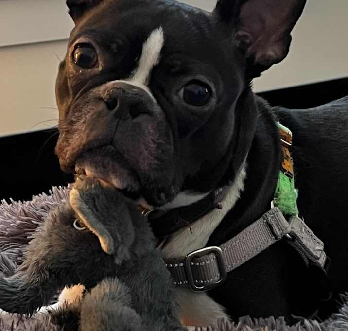 Photo of Henry