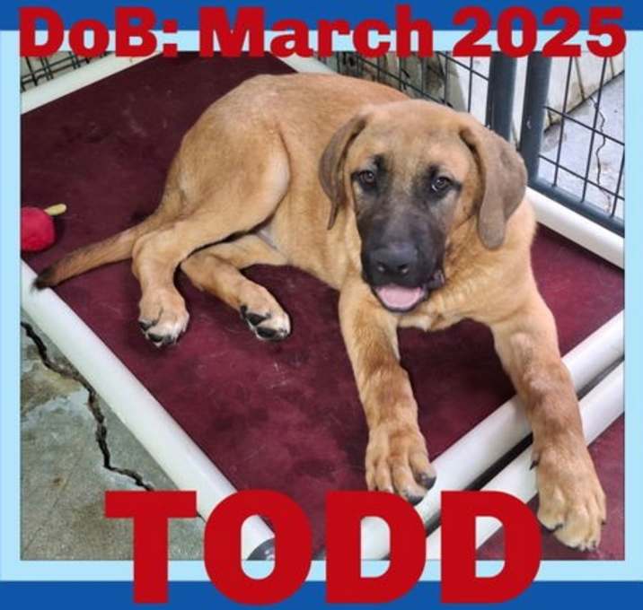 Photo of TODD