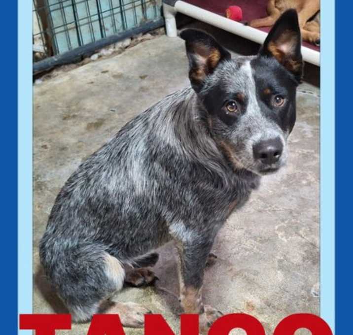 Photo of TANGO