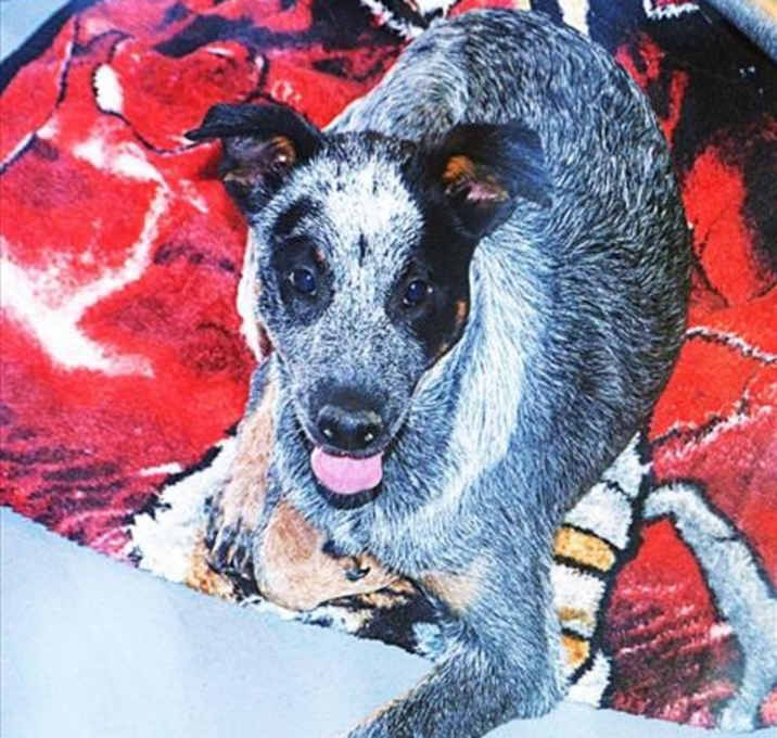Photo of CLYDE