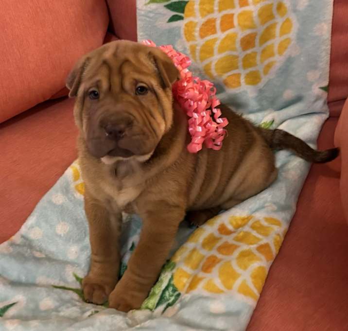 Photo of Cinnamon